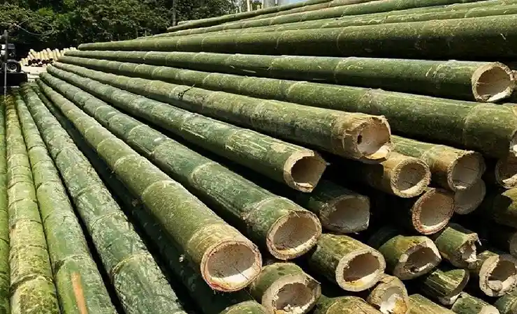 Bambu bangunan mentah